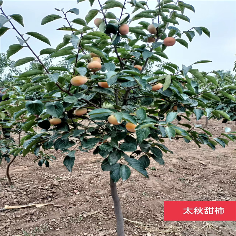 北京樱桃苗的果实特性独特-- 北京大岭园艺果树基地