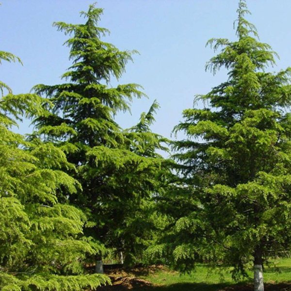 驻马店雪松是一种常见的园林景观树