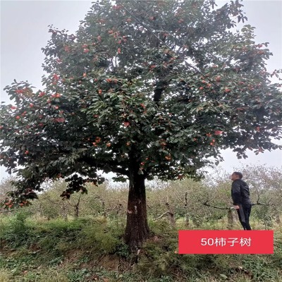 影响北京桃树产量的因素有哪些呢