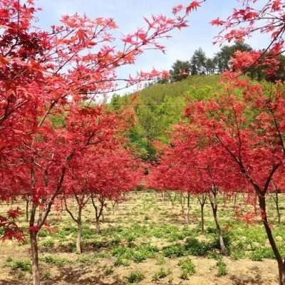 北京红枫什么时候移植好？专家为您解答