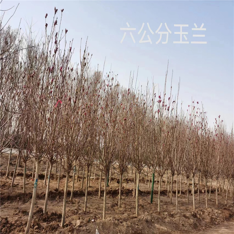 北京果树园林种类都有什么-- 北京蒙山果树技术研究院公司