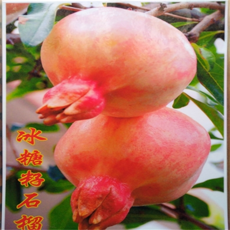 北京石榴树要怎么养护，从种植到成熟的全攻略