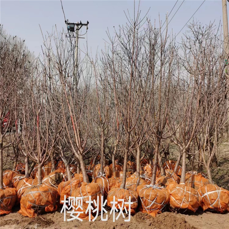 北京樱桃树什么季节移植好