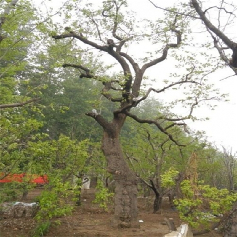 北京石榴树的有关知识-- 北京蒙山果树技术研究院公司