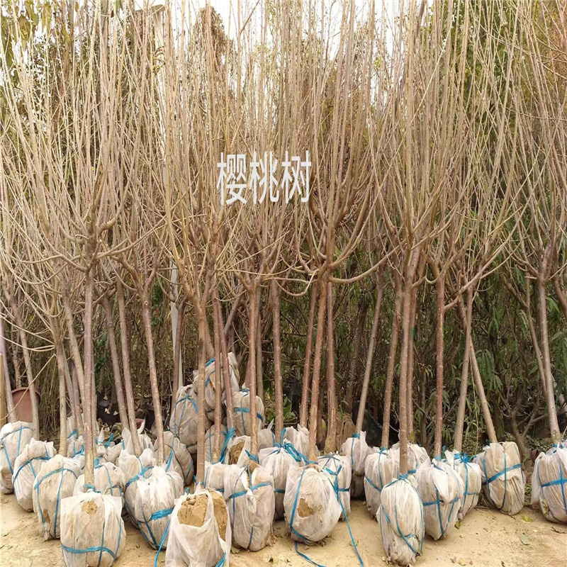 北京樱桃树的栽培特点有哪些