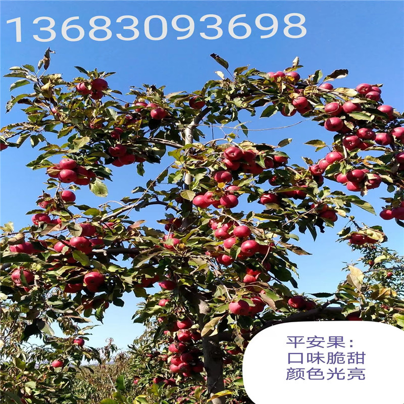 北京苹果苗木春季管理要点注意事项