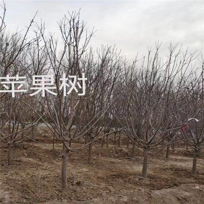 种植北京苹果树提高存活率的方法与