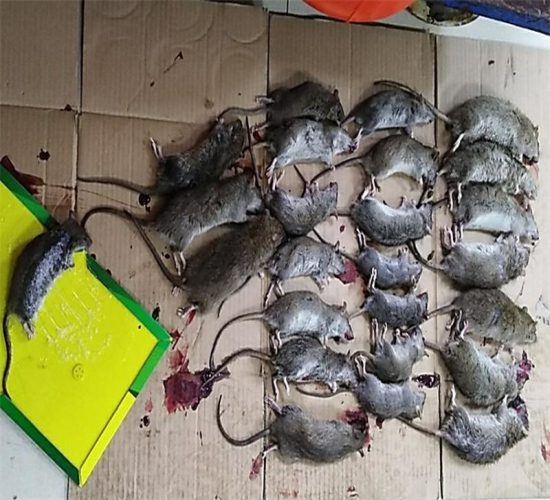 海盐灭鼠公司死老鼠的清理方案