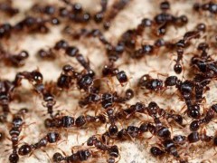 常熟灭四害公司告诉你家里如何祛除蚂蚁