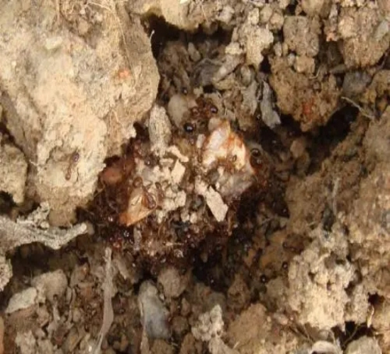 台州杀虫公司在家中检测白蚁的两种简单方法