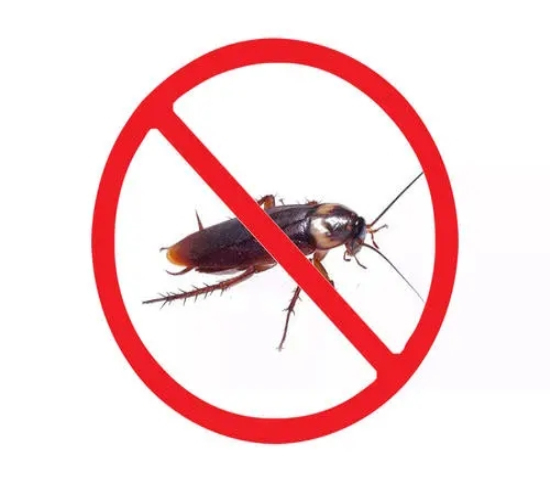 台州灭蟑螂公司告诉你蟑螂为什么这么敏感