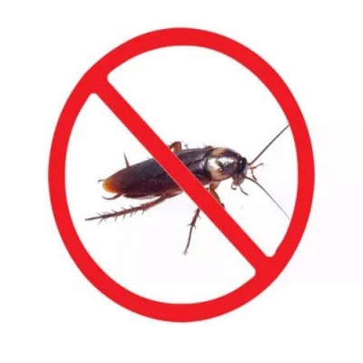 海宁灭蟑螂公司告诉你蟑螂为什么这么