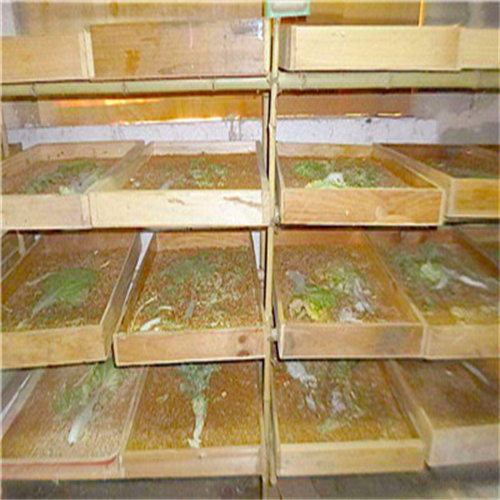 山东黄粉虫的功效与作用
