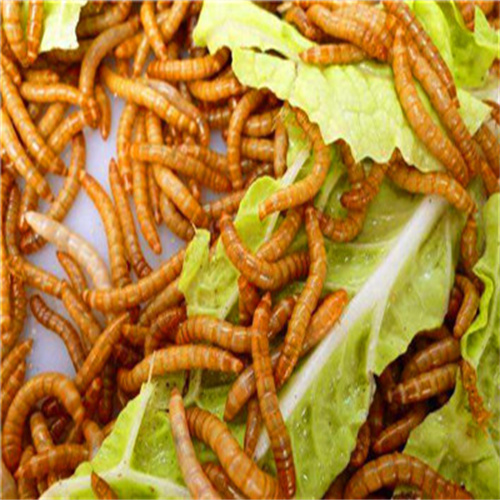 黄粉虫幼虫怎样饲养