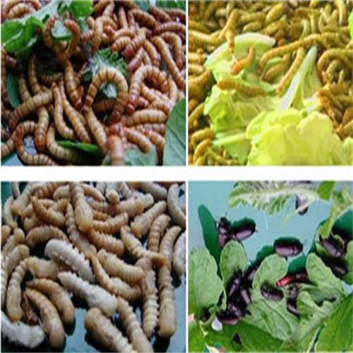 黄粉虫的饮食之道：揭秘其快速生长的秘密