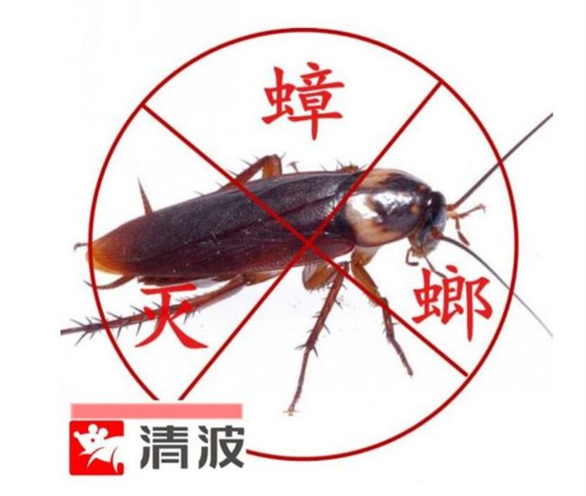 德清灭蟑螂公司办公室蟑螂怎么处理