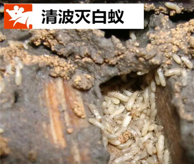 家中木地板白蚁的预防方法-- 德清县清波杀虫灭鼠公司