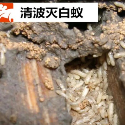 家中木地板白蚁的预防方法