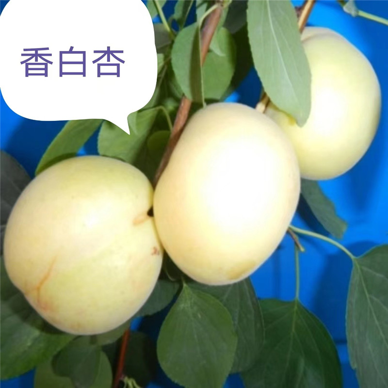 香白杏-- 北京蒙山果树技术研究院公司