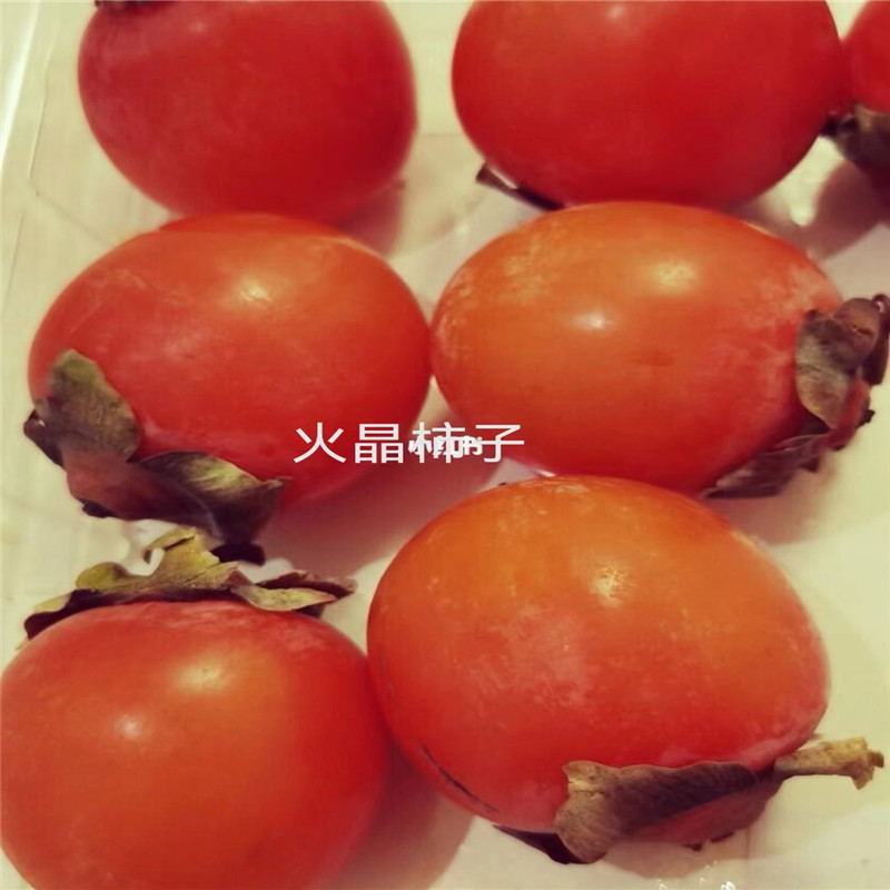 火晶柿子-- 北京蒙山果树技术研究院公司