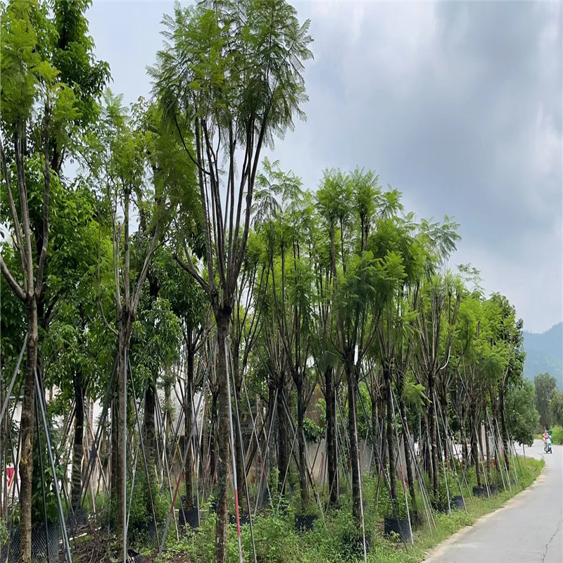 普宁蓝花楹，绚烂盛开的季节-- 普宁广太荣达苗木基地