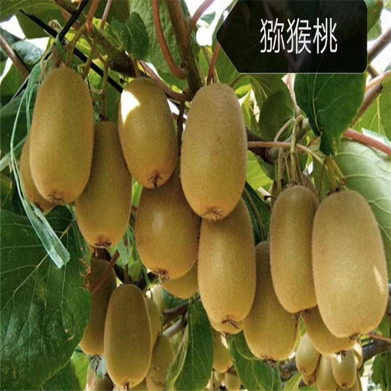 北京猕猴桃栽培，经济效益与市场前景分析-- 北京宏伟果树苗木基地