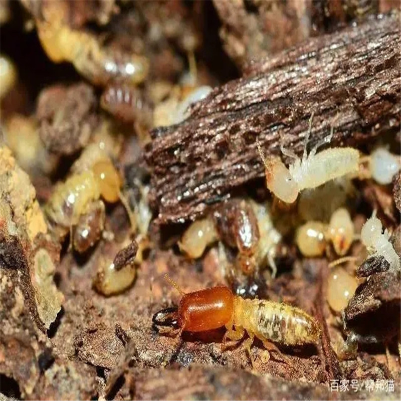 家中白蚁灭白蚁的方法有哪些-- 常州洁居美控虫服务公司