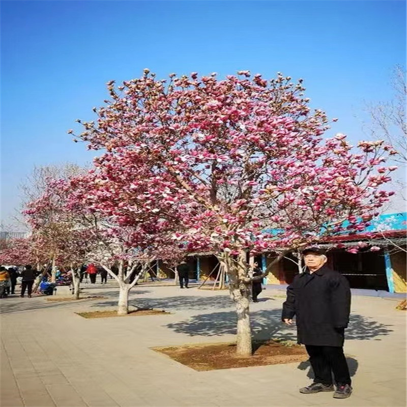 北京果树基地日常管理指南，让果实丰收的秘诀大揭秘-- 北京名优果树苗木基地   