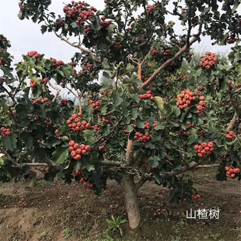 北京山楂树移植的注意细节-- 北京名优果树苗木基地   