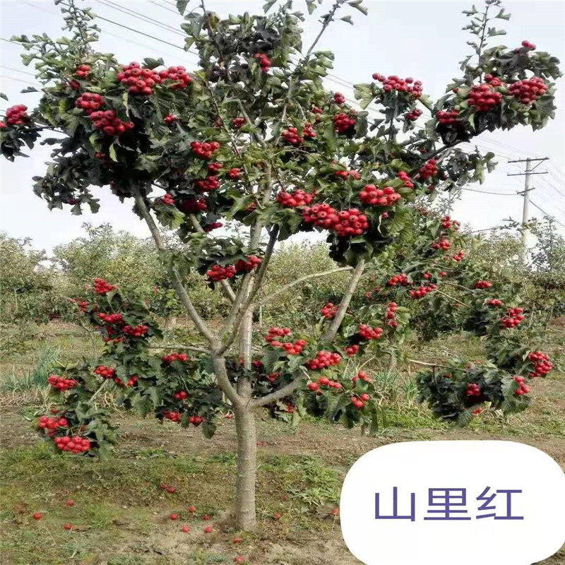 北京种植山里红的注意事项-- 北京名优果树苗木基地   
