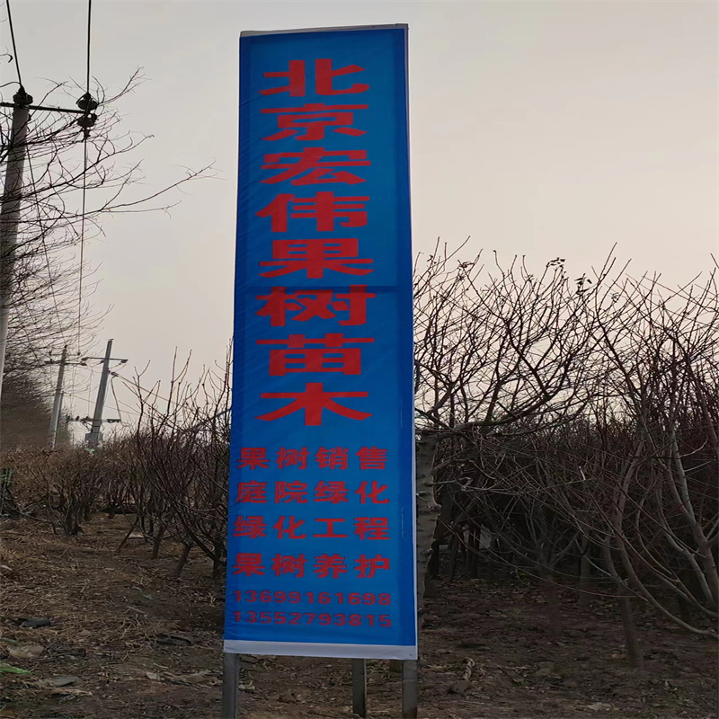 北京果树苗木基地如何进行有效管理-- 北京宏伟果树苗木基地