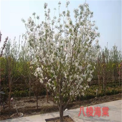 北京八棱海棠树作用，美化环境、提高空气质量