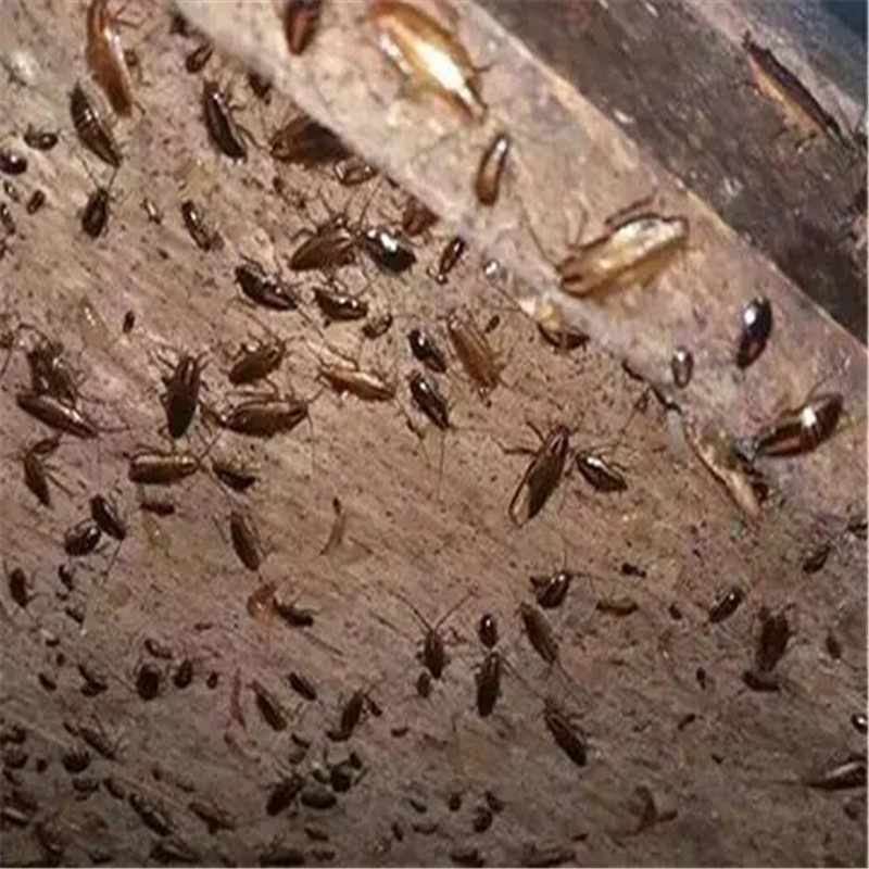 常州白蚁防治，关键策略与有效方法-- 常州洁居美控虫服务公司