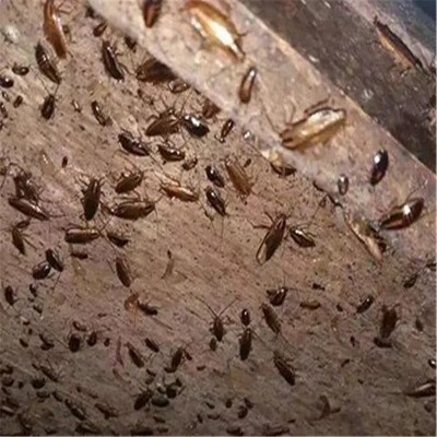 常州白蚁防治，关键策略与有效方法