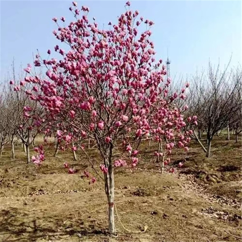 北京樱桃苗栽培的经济价值解析-- 北京名优果树苗木基地   