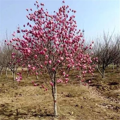 北京樱桃苗栽培的经济价值解析