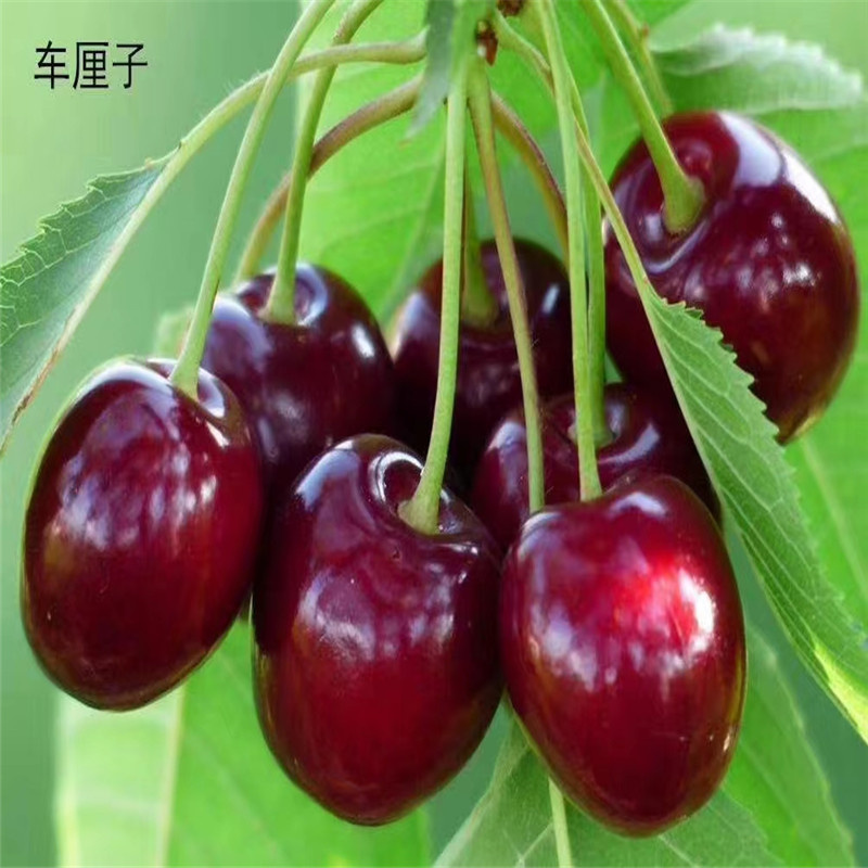 北京樱桃树种植的优势