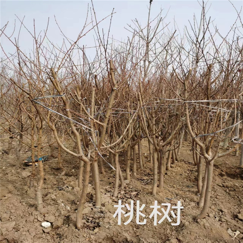 北京桃树苗的优势特点及其在园林绿化中的应用