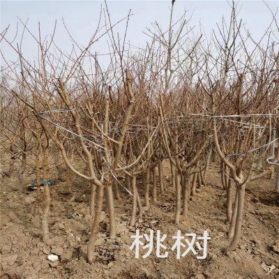 北京桃树苗的优势特点及其在园林绿化