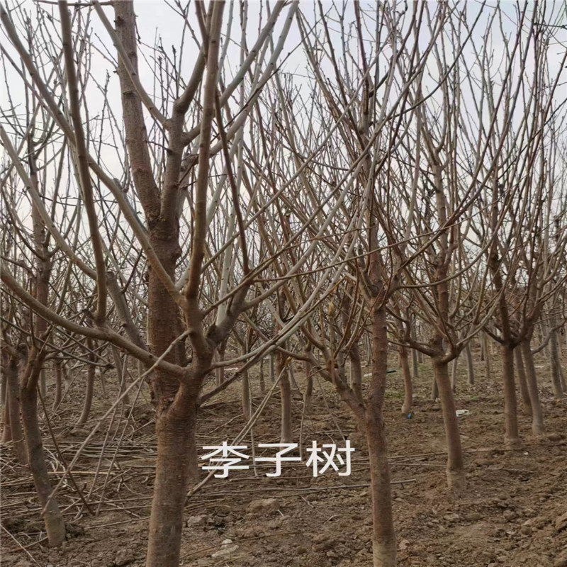 北京李子树栽植的技术要求，成长的条件