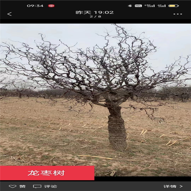 北京龙枣树栽植关键要领，让您的庭院焕发生机-- 北京大岭园艺果树基地