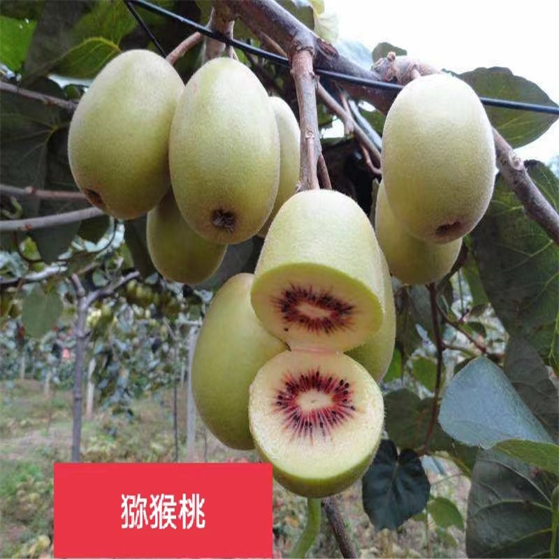 北京猕猴桃苗的栽植效益分析-- 北京大岭园艺果树基地
