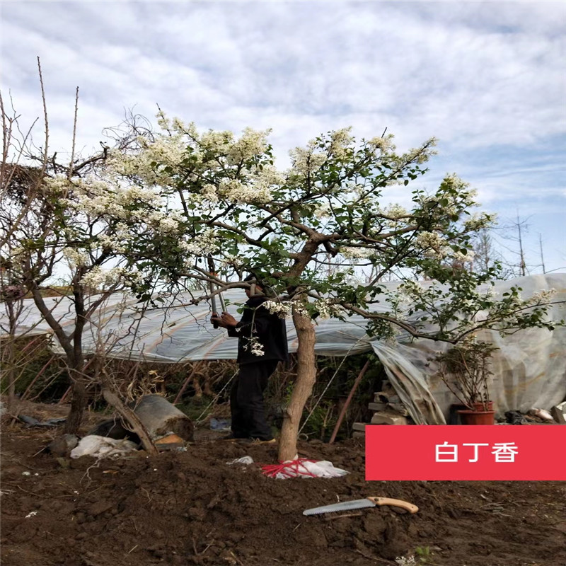 正确选择有栽培优势特点的北京白丁香，打造美丽花园-- 北京大岭园艺果树基地