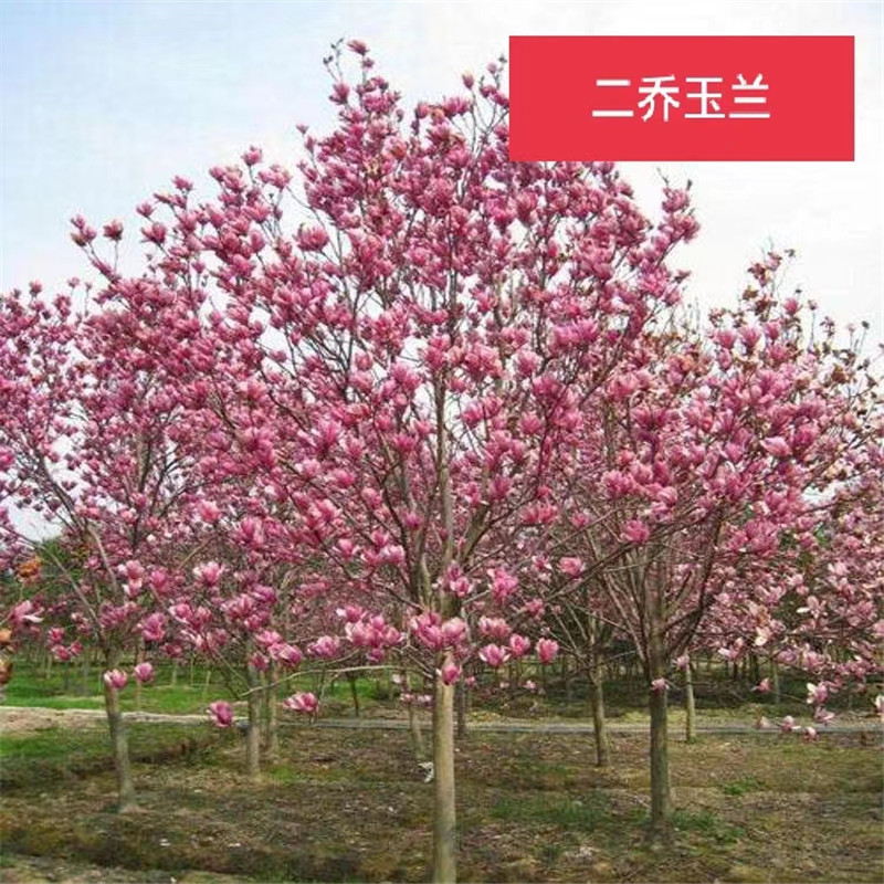 北京玉兰苗，未来发展之路的探索与创新-- 北京大岭园艺果树基地