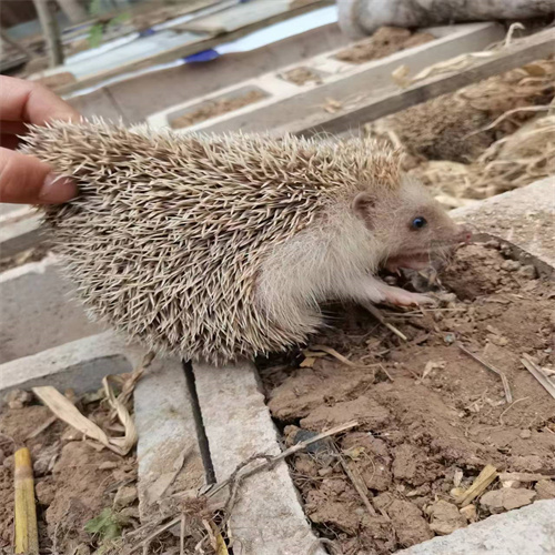 刺猬价格什么地方更实惠