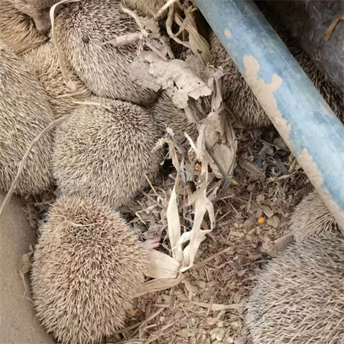 獾养殖基地-刺猬养殖基地