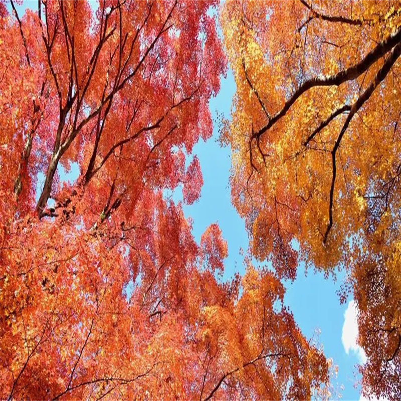 北京红枫培育技术全面改良，为美丽秋景再添亮色