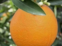 秭归伦晚脐橙代办五六月份依然能让您吃上新鲜的橙子，这就是伦晚脐橙的魅力