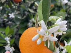 秭归伦晚脐橙代办原产地的果农告诉您每天吃伦晚脐橙能有多香