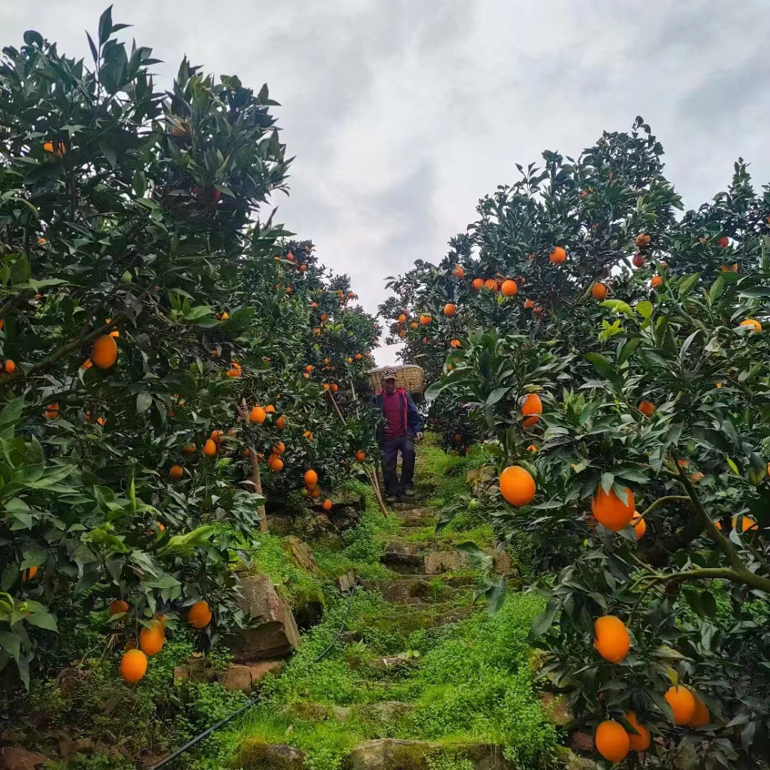 秭归中华红橙公司湖北秭归脐橙的历年产量和品牌荣誉-- 湖北秭归雄丰果园